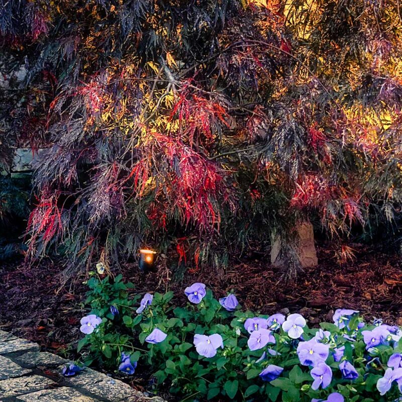 planting bed with blue flowers and landscape uplight shining into the red and green leaves of a Japanese maple tree